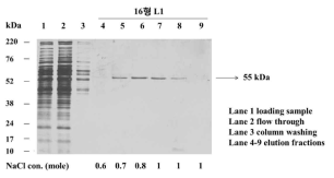 HPV 16형 VLP를 cation exchange chromatography통하여 정제한 SDS PAGE 확인결 과.