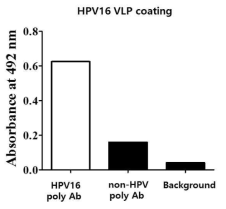 식물세포에서 발현하고 부분정제한 HPV16 VLP와 다클론항체의 반응성을 ELISA기 법으로 확인한 결과