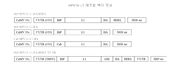 식물체 형질전환용 고효율 재조합 벡터의 모식도.