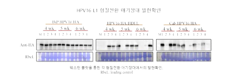 형질전환 애기장대에서 HPV16 L1 단백질 발현을 확인한 western blot 결과.