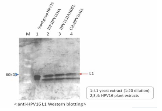 효모와 효모와 애기장대 식물에서 각각 발현된 HPV16 L1 단백질의 Western Blot 비 교 결과.