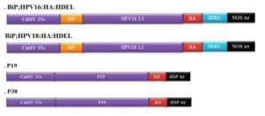 HPV16 L1, HPV18 L1, P19과 P38의 식물 발현 벡터 구조