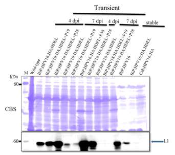RNA silencing suppressor 단백질 P19과 P38의 존재하에 증대된 HPV16 L1과 HPV18 L1의 발현량을 Western Blot으로 확인한 결과.