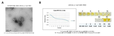HPV16 VLP의 형성을 전자현미경으로 관찰한 결과(A) 및 CsCl gradient법으로 분리한 HPV16 VLP와 항체간의 반응성을 ELISA 기법으로 확인한 결과 (B).