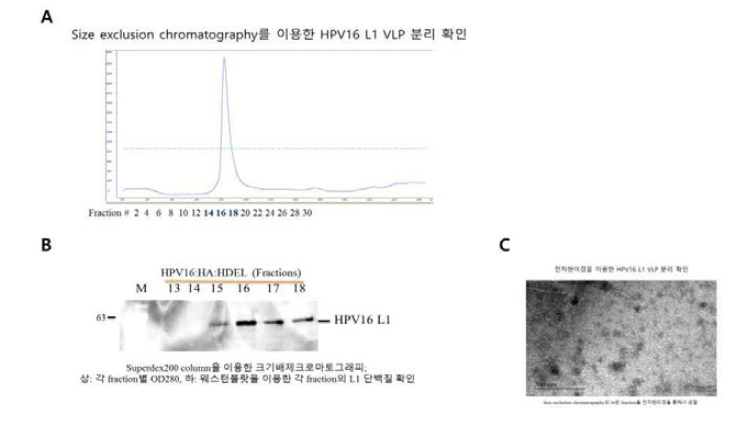 Size exclusion chromatogarphy법으로 분리(A)한 HPV16 VLP를 western blot(B)으로 확인한 결과 및 16형 VLP의 전자현미경 결과(C).