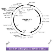 곤충세포(sf9)에서의 HPV 16과 18형 L1 VLP 항원 발현을 위하여 클로닝한 플라스 미드 벡터 구조.