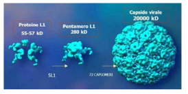 HPV VLP 조립 개념도