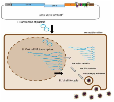 코로나바이러스 전장 cDNA를 지닌 재조합 BAC 클론을 세포내로 도입한 후 바이러 스 복원 단계를 보여주는 모식도.