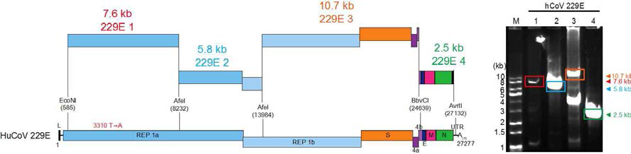 인간코로나바이러스 229E RNA 유전자 및 전장클론에 사용하기 위해 합성 할 cDNA 절편(좌). 4개의 cDNA 절편을 RT-PCR 및 long PCR 증폭을 통해 얻은 후 agarose gel에 전기영동하여 염색한 결과(우).