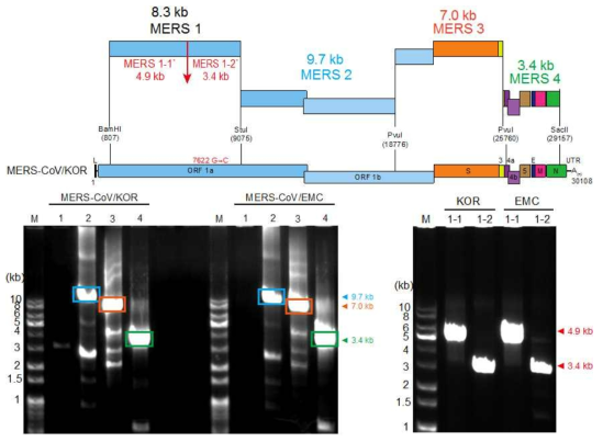 메르스 코로나바이러스의 유전자 모식도 및 클로닝 하고자 하는 cDNA 절편의 크 기와 위치(상단). 9.7-kb MERS2; 7.0-kb MERS3; 3.4-kb MERS4 절편에대한 PCR 산물 의 전기영동 염색 결과(하단 좌측). MERS1을 MERS1-1과 MERS1-2의 두 조각으로 나눈 것에 대한 cDNA 합성 및 PCR 증폭 결과(하단 우측).