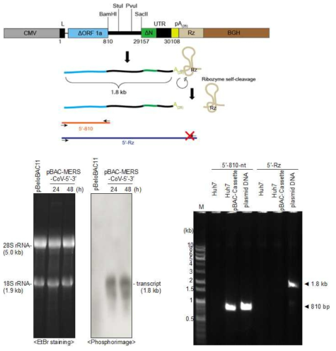 카세트 BAC벡터 속의 CMV promoter system 모식도(상단). Northern blot으로 transcript가 발현되는지 ΔORF1a 부분을 probe로 detection 함. Size가 18S rRNA와 비슷 한 1.8 kb가 제대로 발현됨을 확인함(하단 좌측). Ribozyme self-cleavage를 확인하기 위해 안쪽 primer set인 5′-810에서는 RT-PCR이 잘 되었으나 Ribozyme 안쪽 primer를 포함하 는 5′-Rz 부분에서는 product가 나오지 않음으로 self-cleavage가 잘 됨을 확인함(하단 우 측).