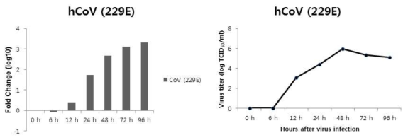 (좌) Real time qRT-PCR를 이용한 감염세포 내의 인간코로나바이러스 229E RNA 정량적 분석. (우) 인간 코로나바이러스 one-step virus growth curve