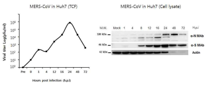 메르스 바이러스 one-step growth curve 및 Western blot을 이용한 메르 스 코로나바이러스 항원 확인