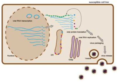 메르스 바이러스 전장 cDNA를 함유한 재조합 BAC클론을 세포에 도입한 후 감 염성 바이러스가 복원되는 단계를 보여주는 모식도