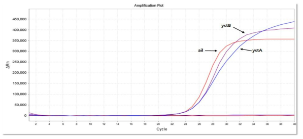 Multiplex Real-time PCR을 통한 Yersinia enterocolitica의 유전자 증폭곡선
