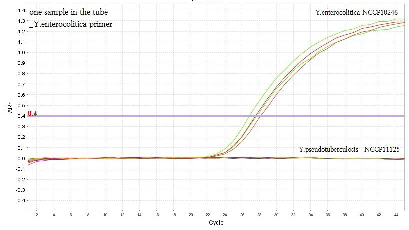 Real-time PCR을 통한 Y. enterocolitica 증폭곡선