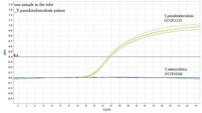 Real-time PCR을 통한 Y. pseudotuberculosis 증폭곡선
