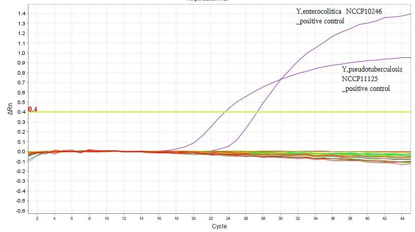Real-time PCR을 통한 Y. enterocolitica와 Y. pseudotuberculosis 증폭곡선