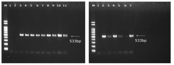 MRSA(mecA) 유전자 conventional PCR 결과 (a) Lanes: M, 100 bp DNA ladder; lane 1 to 2, negative; lane 3, strain 985; lane 4, 399; lane 5, 646; lane 6, 846; lane 7, 639; lane 8, 67; lane 9, 326; lane 10, 1245; lane 11, 325 (b)Lanes: M, 100 bp DNA ladder; lane 1, negative; lane 2, strain 1008; lane 3, 847; lane 4, 481; lane 5, 400; lane 6, 838; lane 7, 363