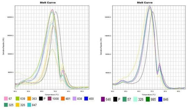 MRSA(mecA) 유전자 Melting Temperature(Tm) 측정 결과:MRSA isolates showed melt peaks at 67.83±0.51 °C