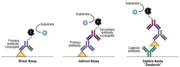 효소면역측정법 (ELISA) 모식도