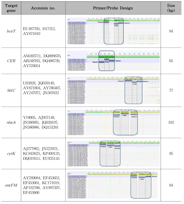 바실러스 세레우스 primer/probe 설계 결과