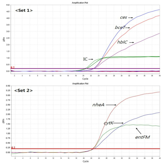 Multiplex Real-time PCR을 통한 B. cereus의 유전자 증폭곡선