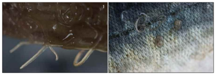 Gross finding of Anisakis larvae from visera (1) and cuticle (2) of Scomber japonicas.
