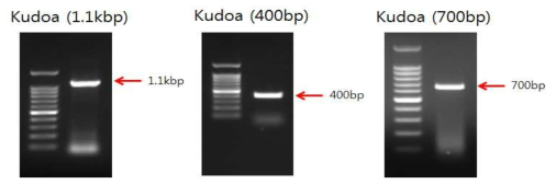 쿠도아충의 분자생물학적 다양성을 분석하기 위하여 Kudoa 18S rRNA gene의 공통 염기서열 증폭이 가능한 다른 종류의 3가지 primer를 제작하였다