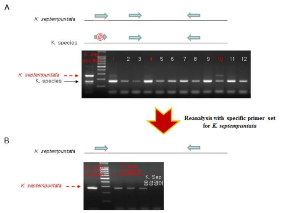 추출한 genomic DNA 2 μl와 위의 primer를 Prime taq-premix (genetbio, Korea)와 혼합하여 20 μl의 반응액에서 PCR을 수행한다