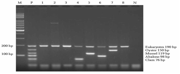패류 multiplex PCR 특이성 결과
