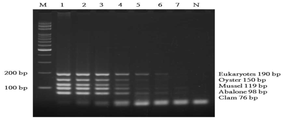 패류 multiplex PCR 검출한계치 결과