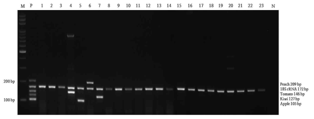 과채류 multiplex PCR 특이성 결과