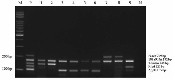 과채류 multiplex PCR의 가공식품 적용 결과