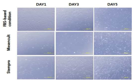 중간엽줄기세포의 xeno-free 배양액을 이용한 배양법 확립