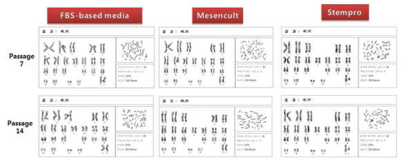 배양환경에 따른 BM-MSC의 유전체안정성 분석 결과