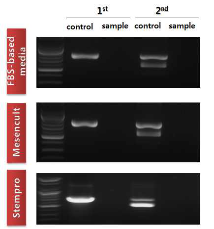 PCR을 이용한 중간엽줄기세포의 마이코플라스마 오염여부 확인