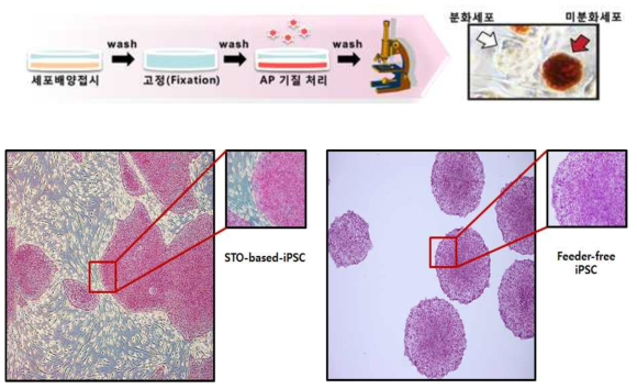 Alkaline Phosphatase 염색