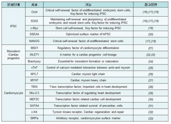 심근세포 분화 관련 지표