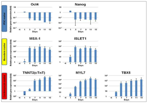 심근세포 분화단계별 지표 발현 확인