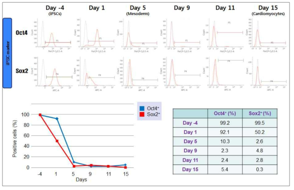 유도만능줄기세포 유래 심근세포 분화 중 OCT4와 SOX2 발현 세포수의 변화