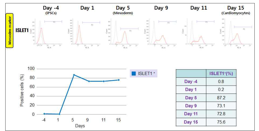 유도만능줄기세포 유래 심근세포 분화 중 ISLET1 발현 세포수의 변화