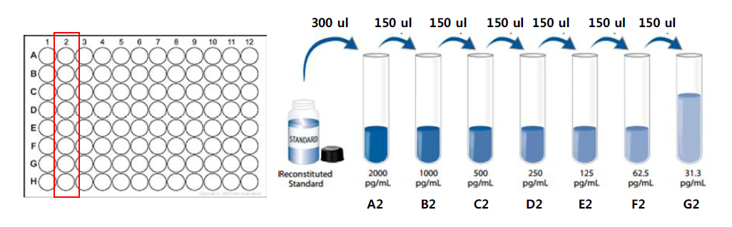 96-well plate에서 표준시료액 희석방법