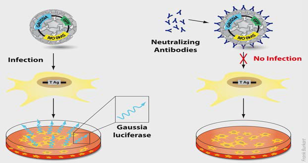 Pseudovirion based neutralization assay 원리