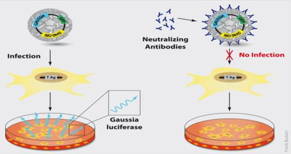 Pseudovirion based neutralization assay 모식도