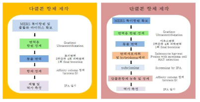 동물기반 MERS 단클론/다클론 항체 개발 모식도