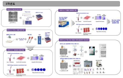 MERS-CoV 표준 항체 확보 및 측정 표준 프로토콜 조사 및 확립