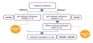 Antibody purification 모식도