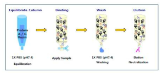 Protein A/G purification