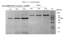 MERS RBD 항원 정량 (BSA로 정량)